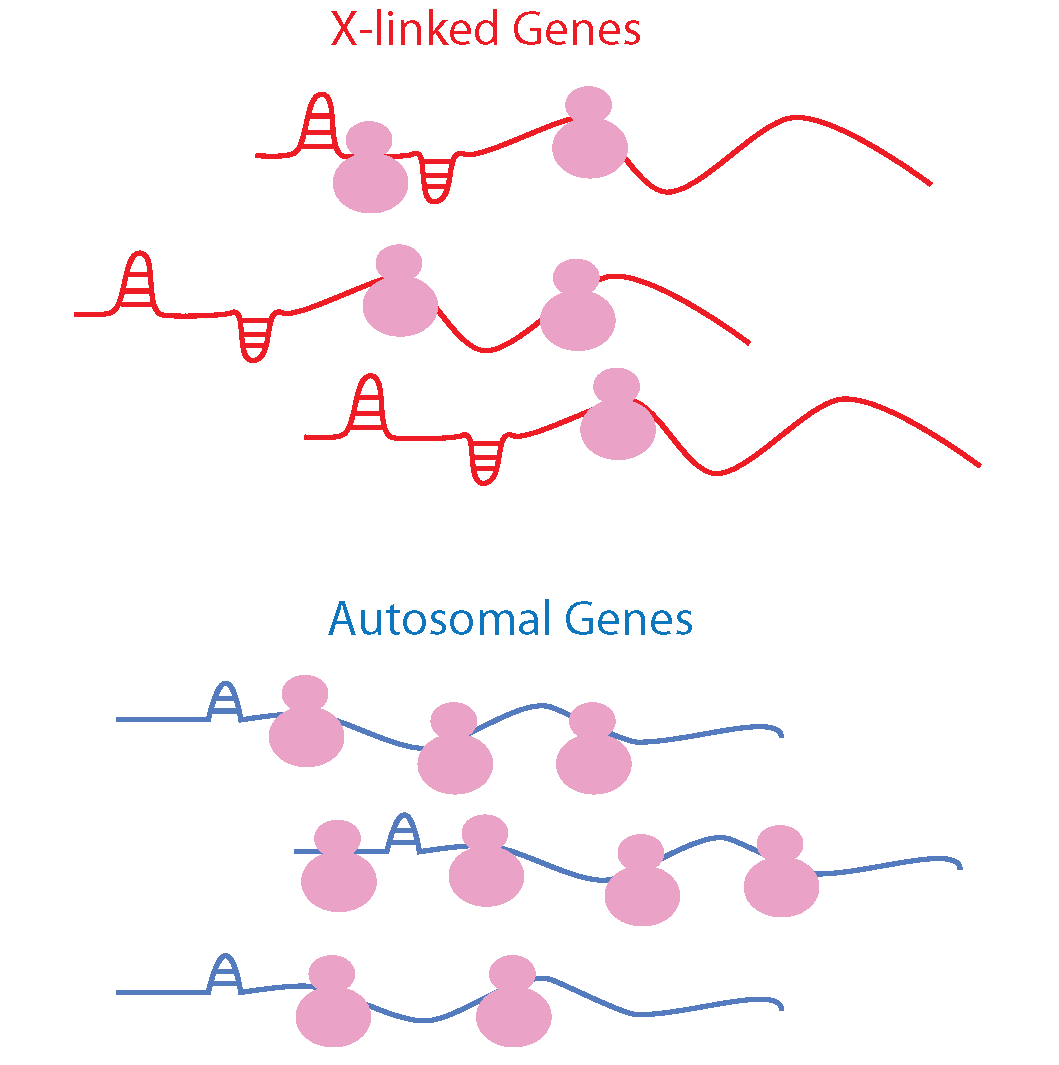 Drosophila X Chromosome regulation